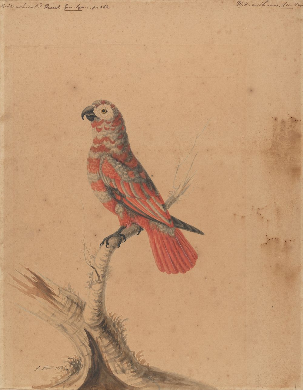 A Red Parrot