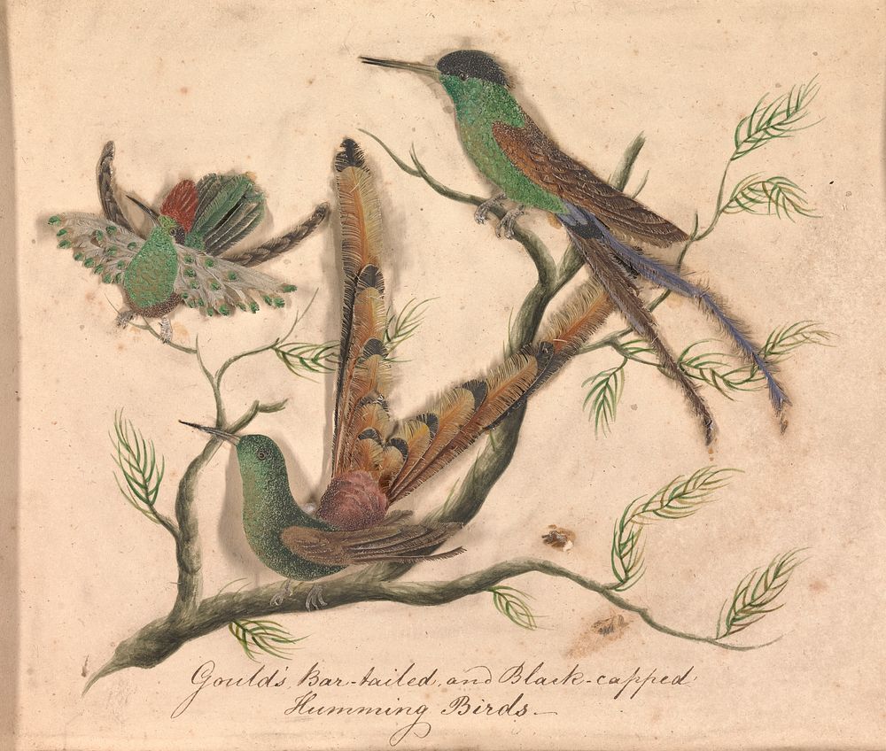 Cut-paper featherwork illustrations of birds.