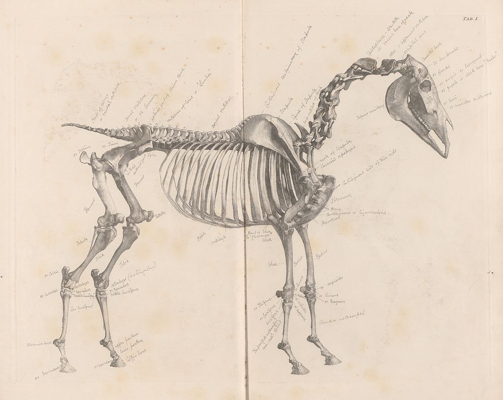 The anatomy of the horse : including a particular description of the bones, cartilages, muscles, fascias, ligaments, nerves…