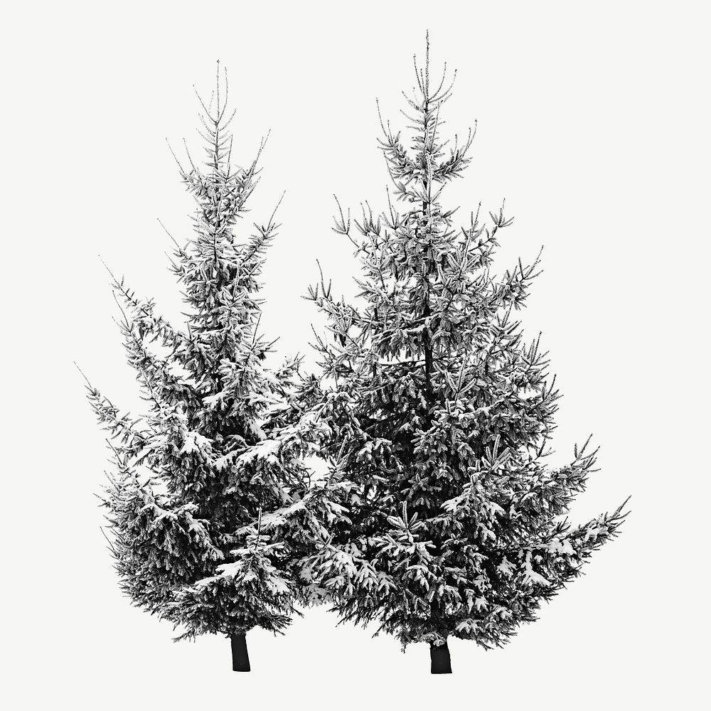 Snow winter pine tree isolated object psd