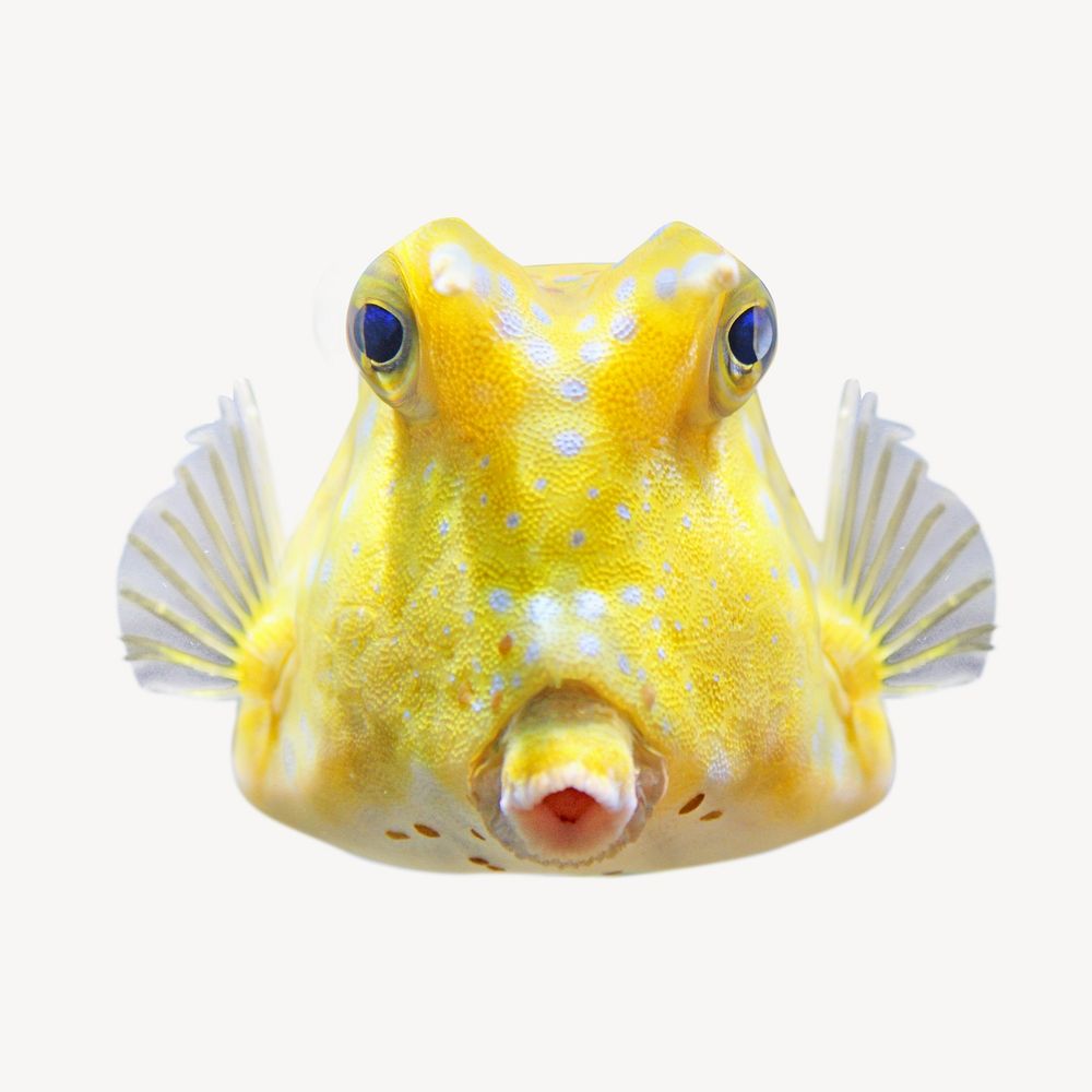 Yellow longhorn cowfish, isolated image