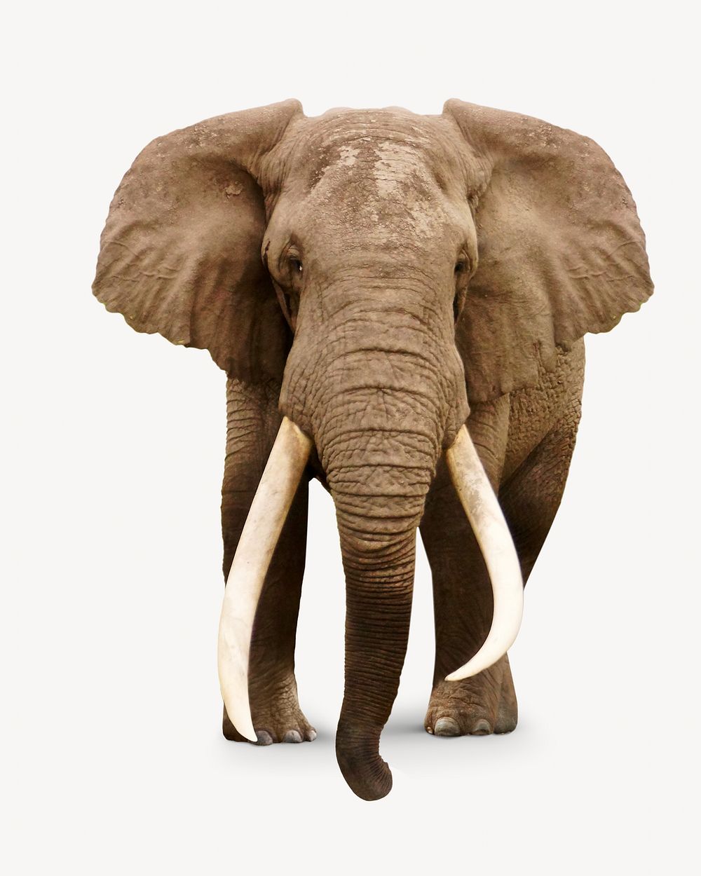 African elephant, isolated wild animal image