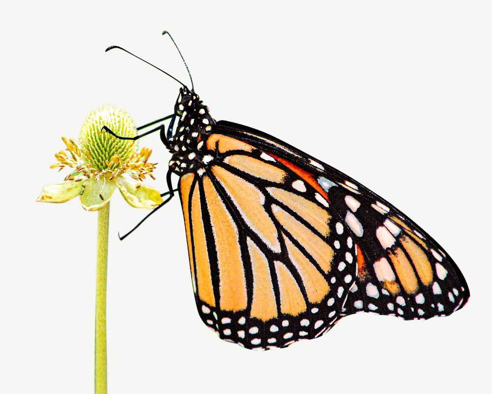 Monarch butterfly on thimbleweed collage element psd