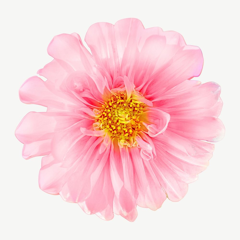 Pink dahlia flower collage element psd