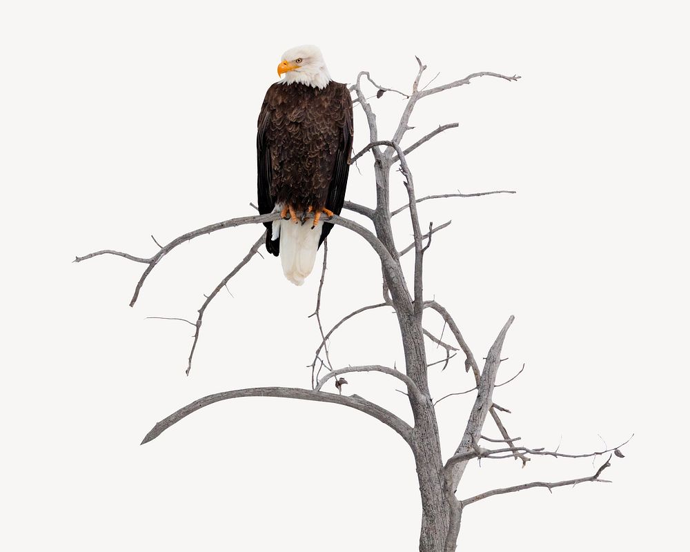 Bald Eagle isolated image