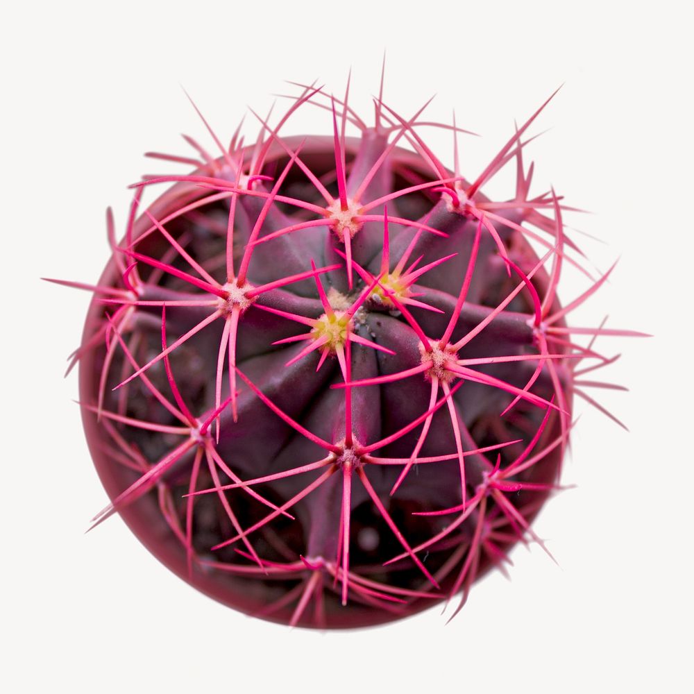 Pink cactus isolated image