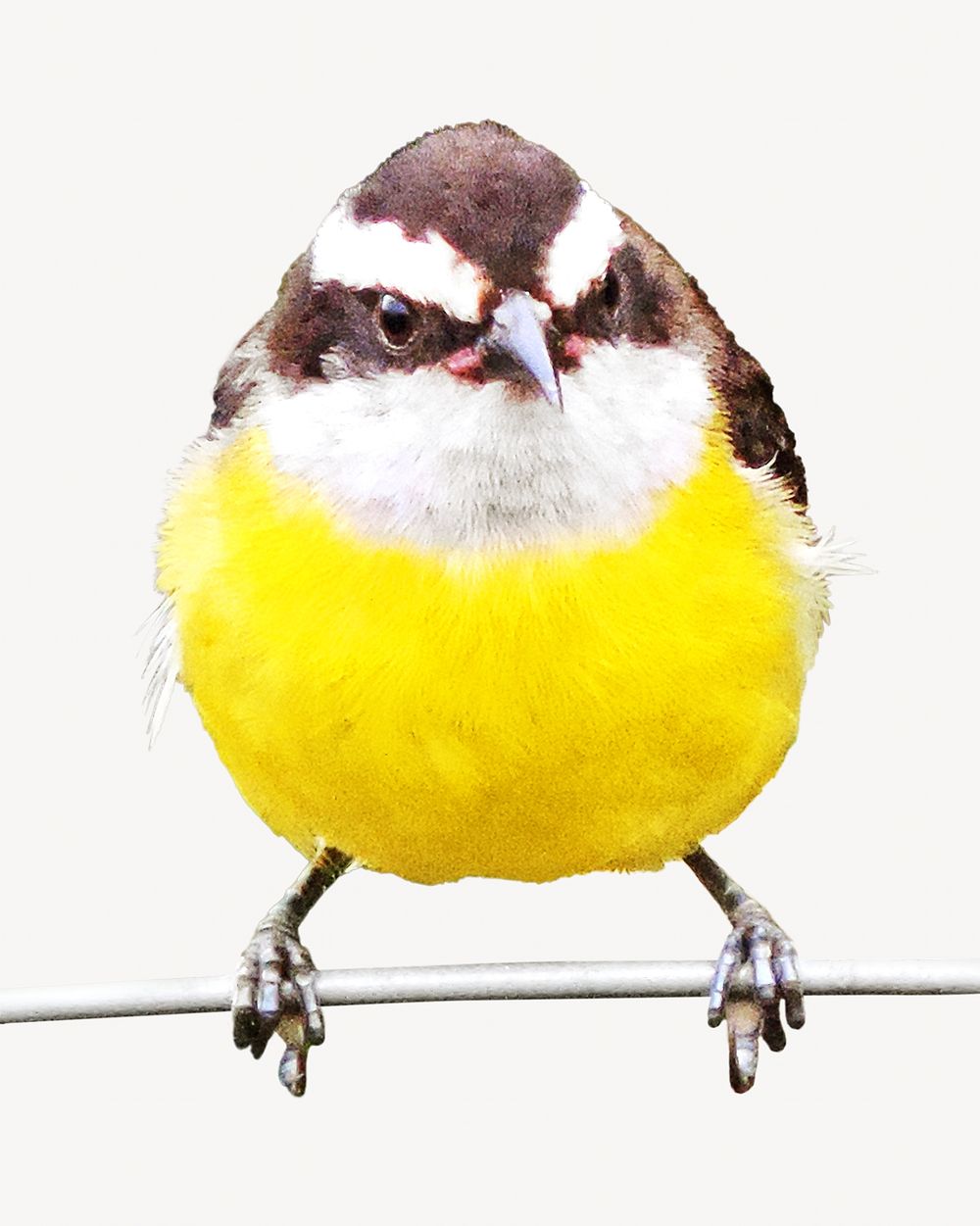 Bananaquit birdgraphy bird isolated image