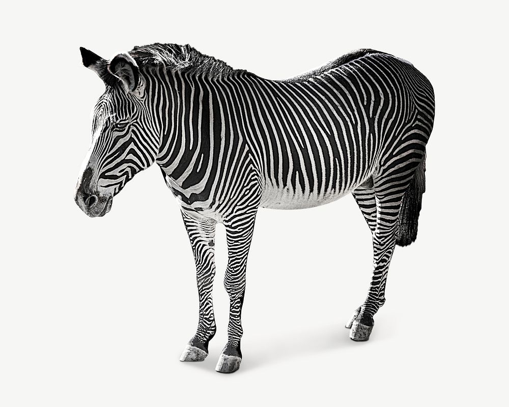 Zebra collage element psd | Free PSD - rawpixel