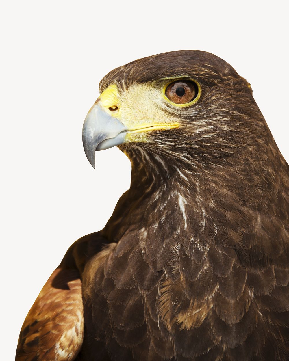 Eagle, bird animal collage element, isolated image