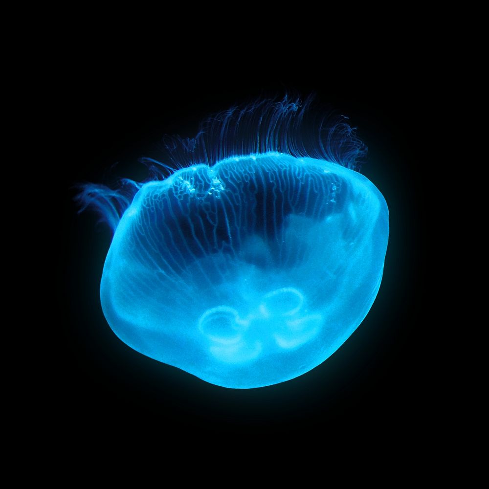 Blue jellyfish animal collage element, isolated image