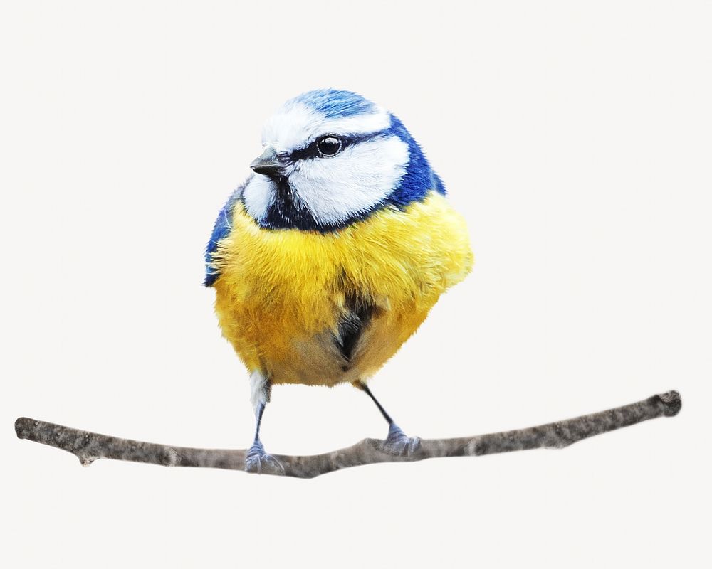 Free tit bird, isolated animal image