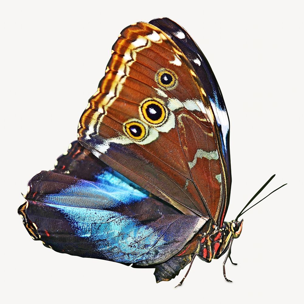 Butterfly isolated image