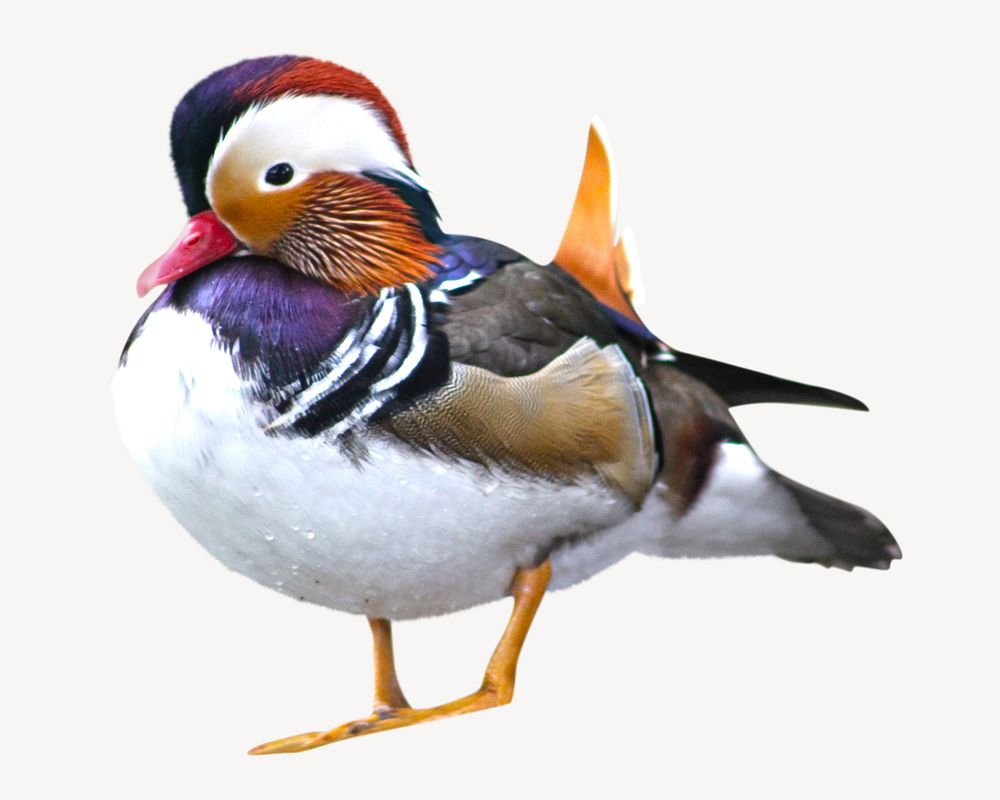Mandarin duck isolated image Free Photo rawpixel