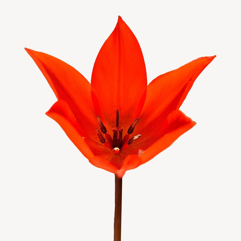 Tulip flower isolated image