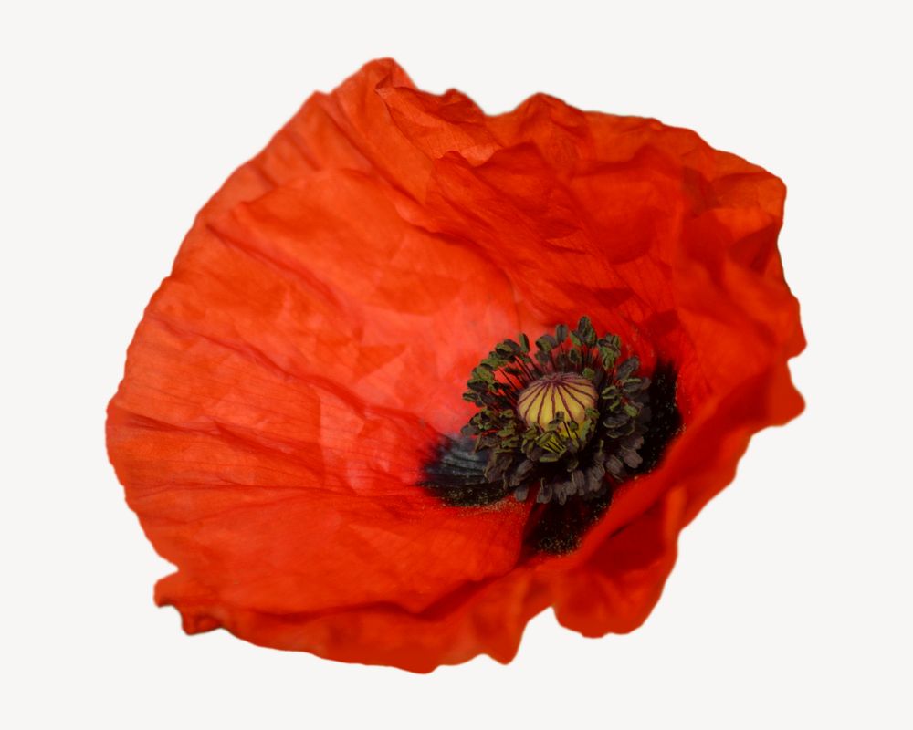 Orange poppy  isolated image