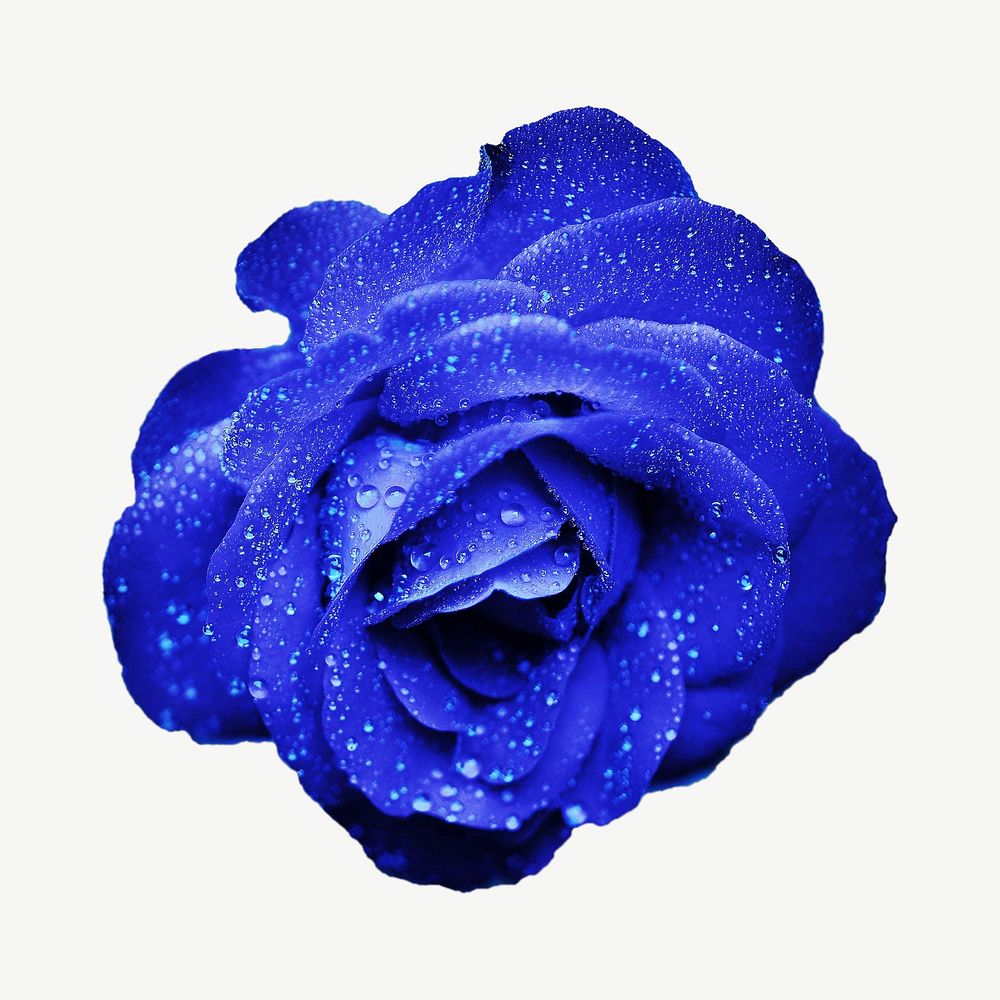 Blue rose psd