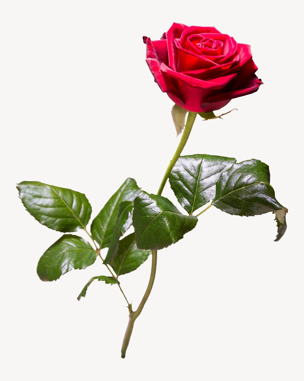 Red rose isolated image