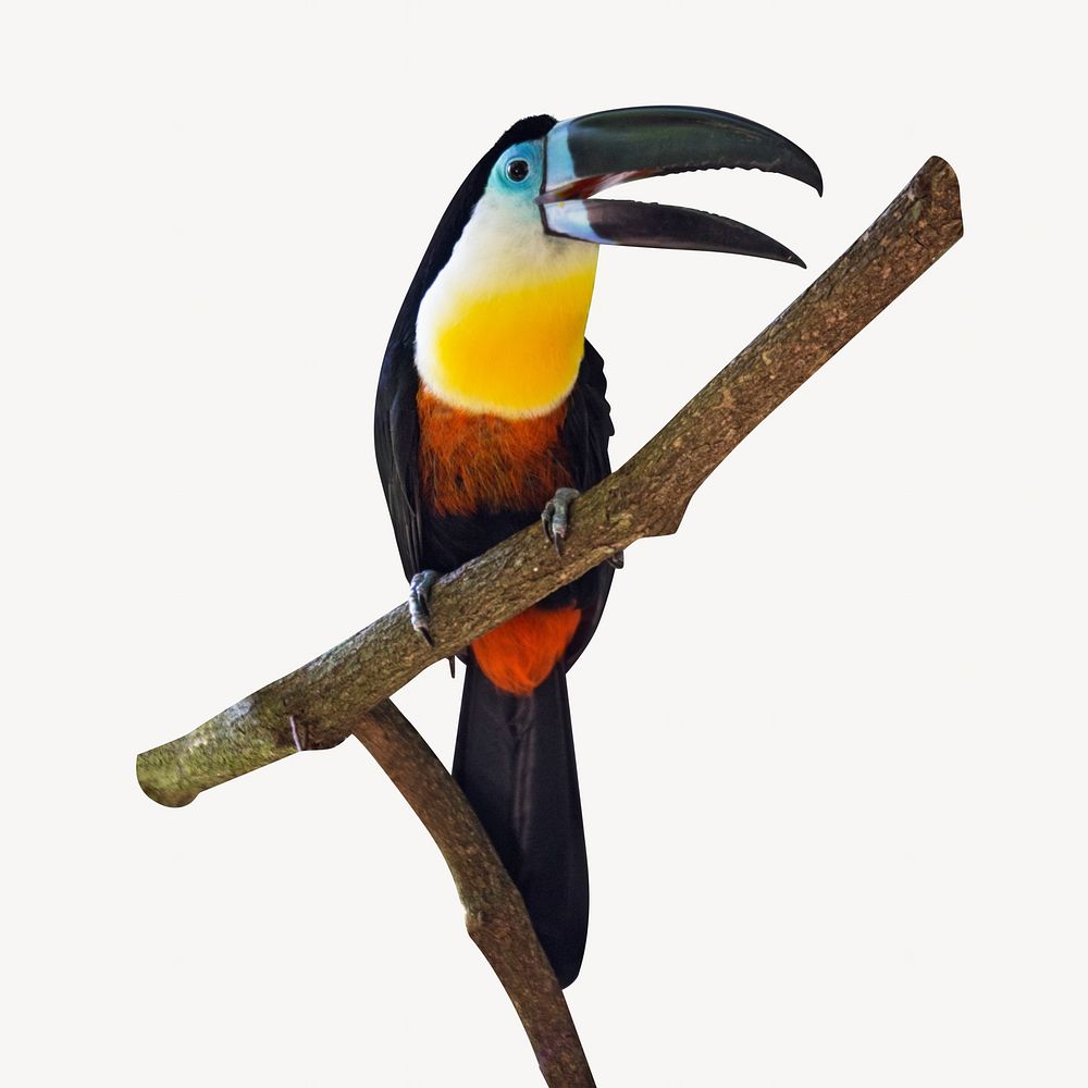 Toucan bird isolated image | Free Photo - rawpixel