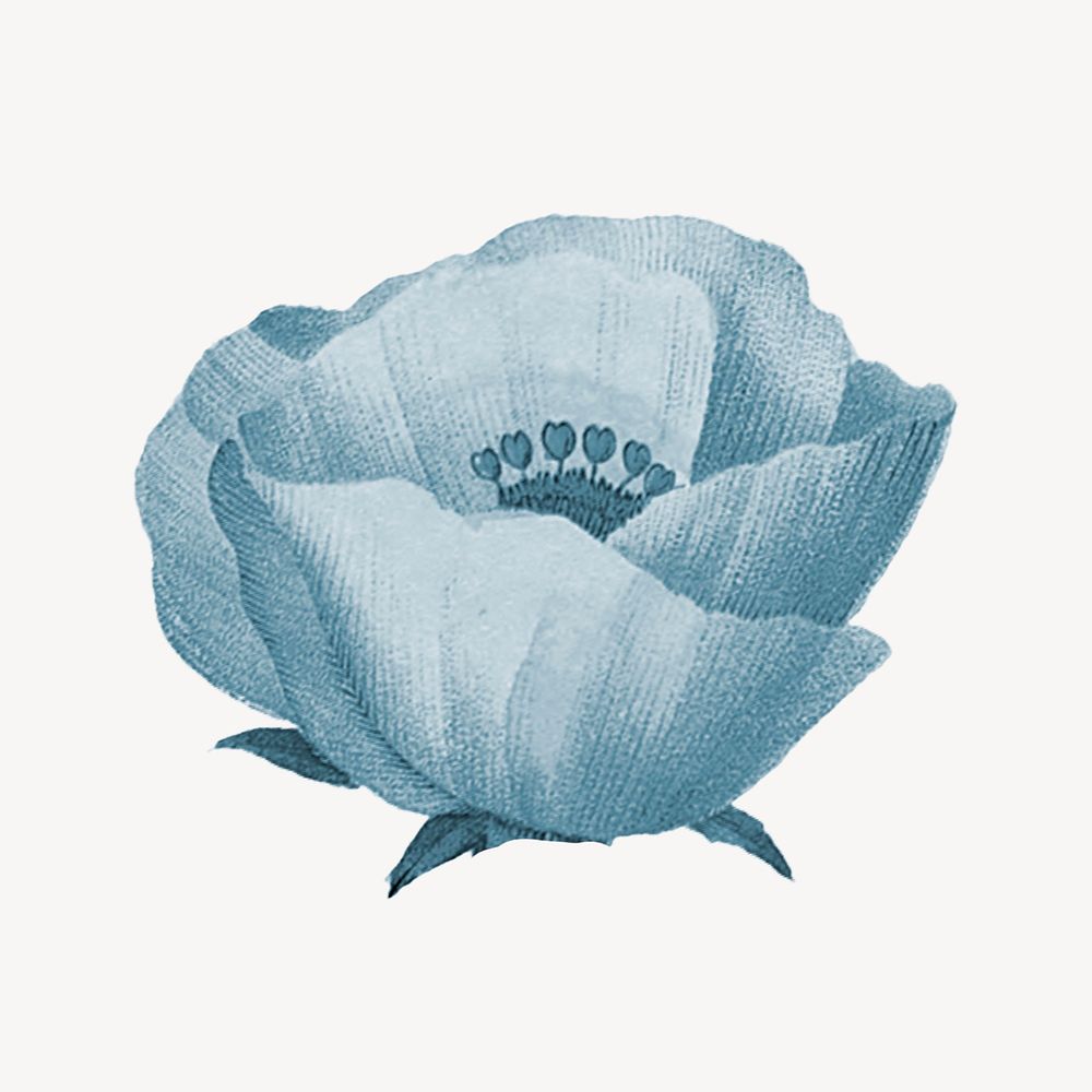 Blue poppy flower collage element psd