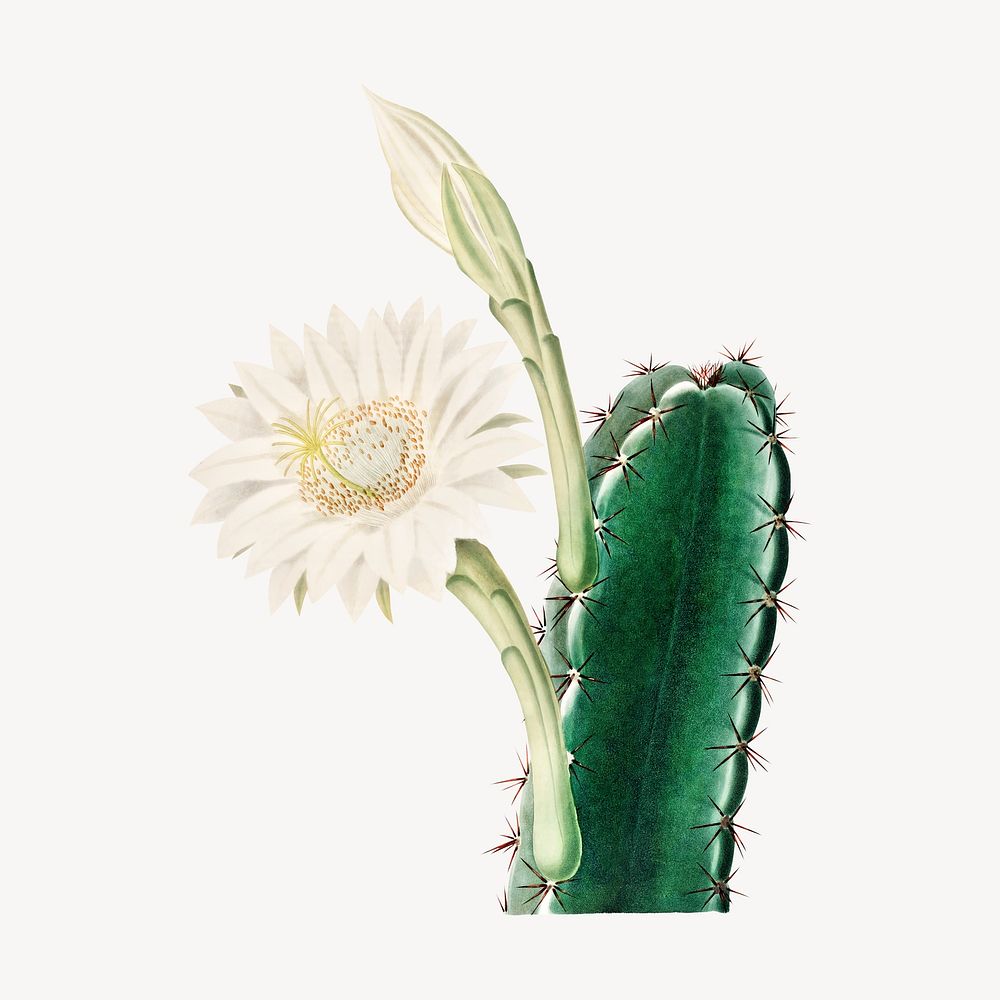 Blooming cactus illustration, collage element psd