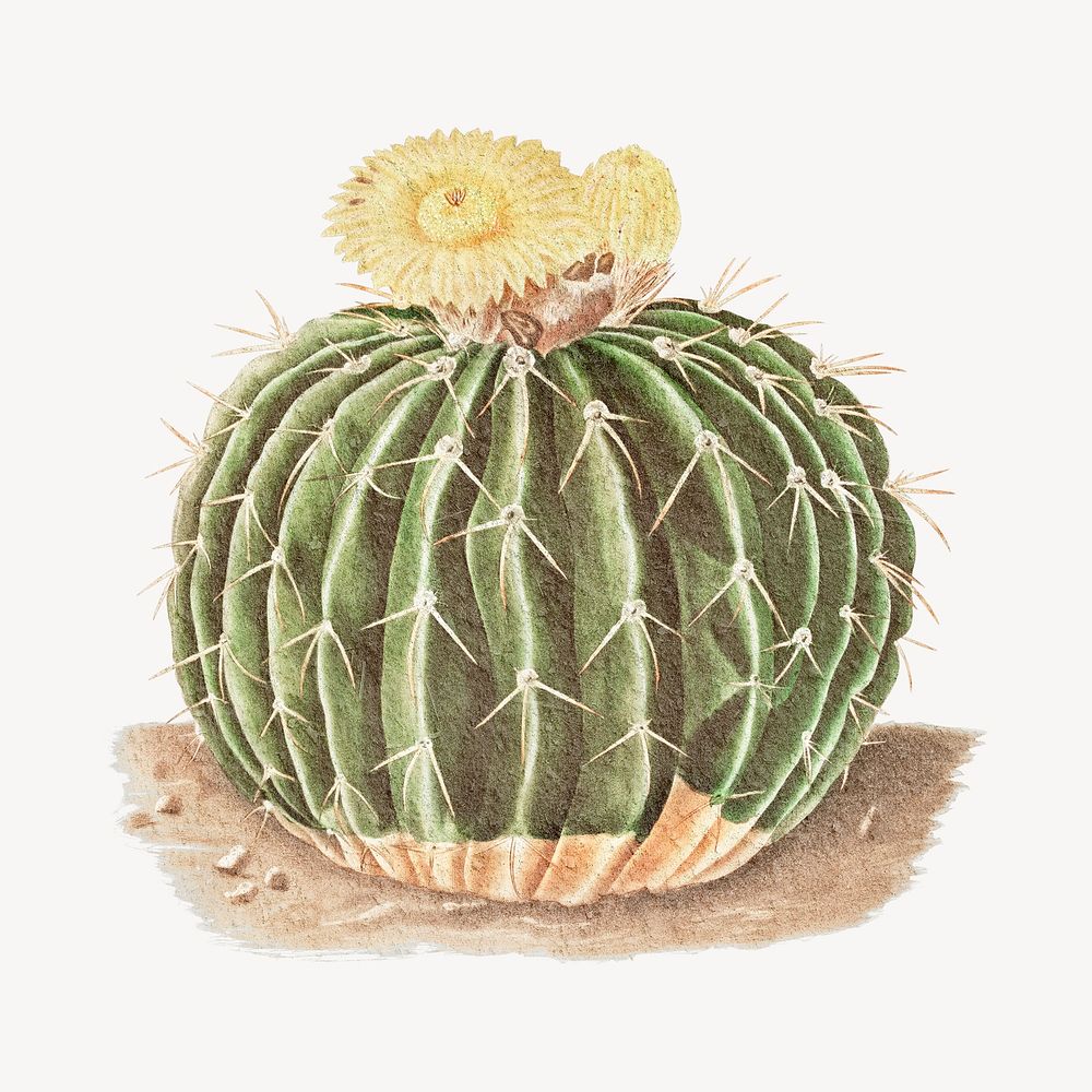Cute watercolor cactus illustration, collage element psd
