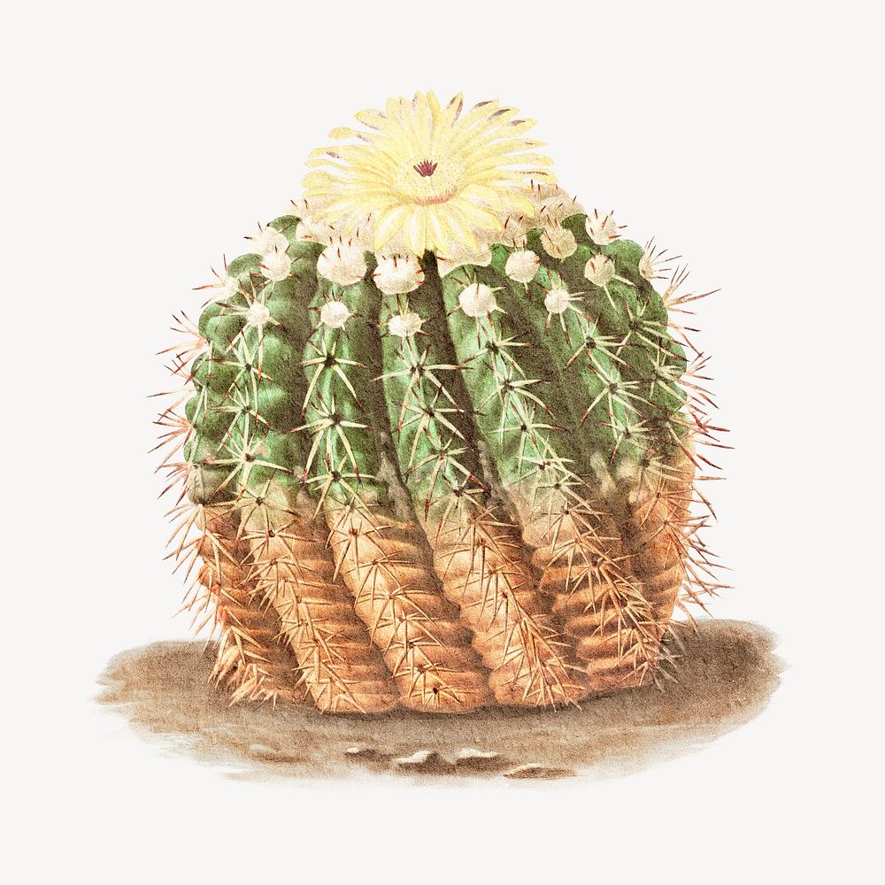 Cute watercolor cactus illustration, collage element psd