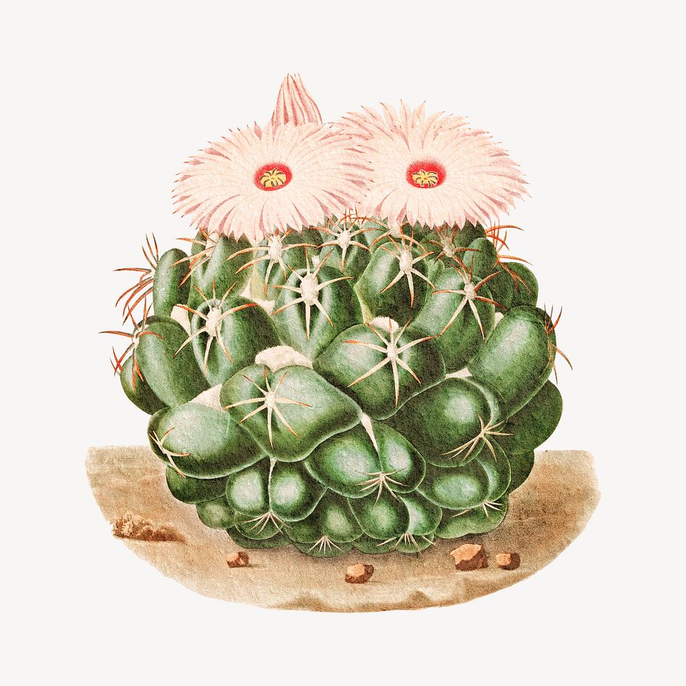 Pink blooming cactus illustration, collage element psd