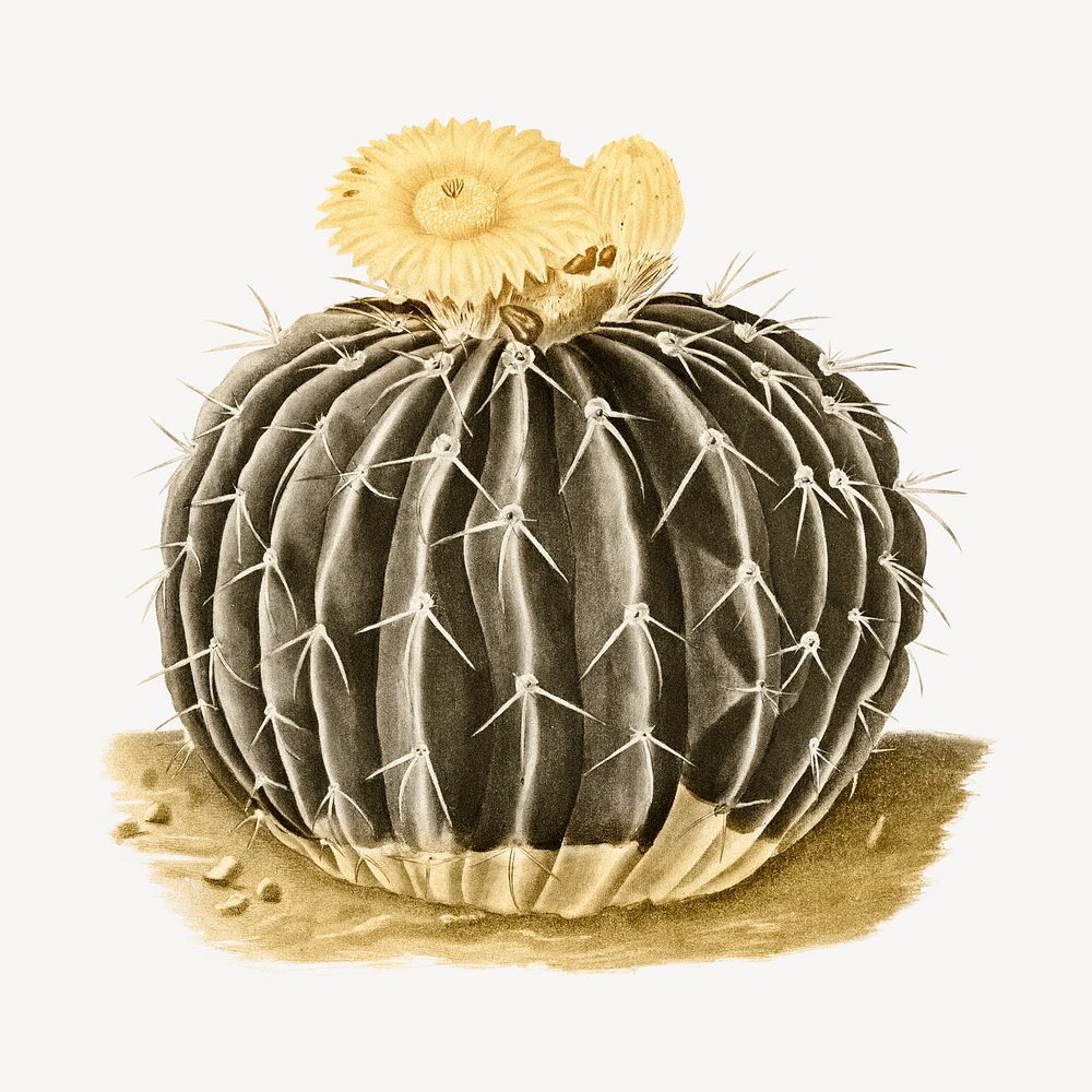 Sepia watercolor cactus illustration, collage element psd