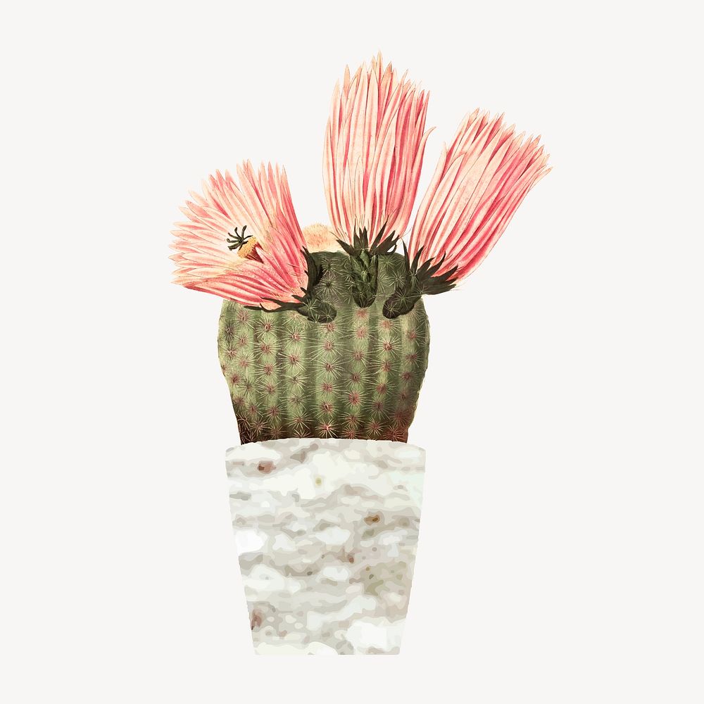 Pink blooming cactus illustration, collage element psd