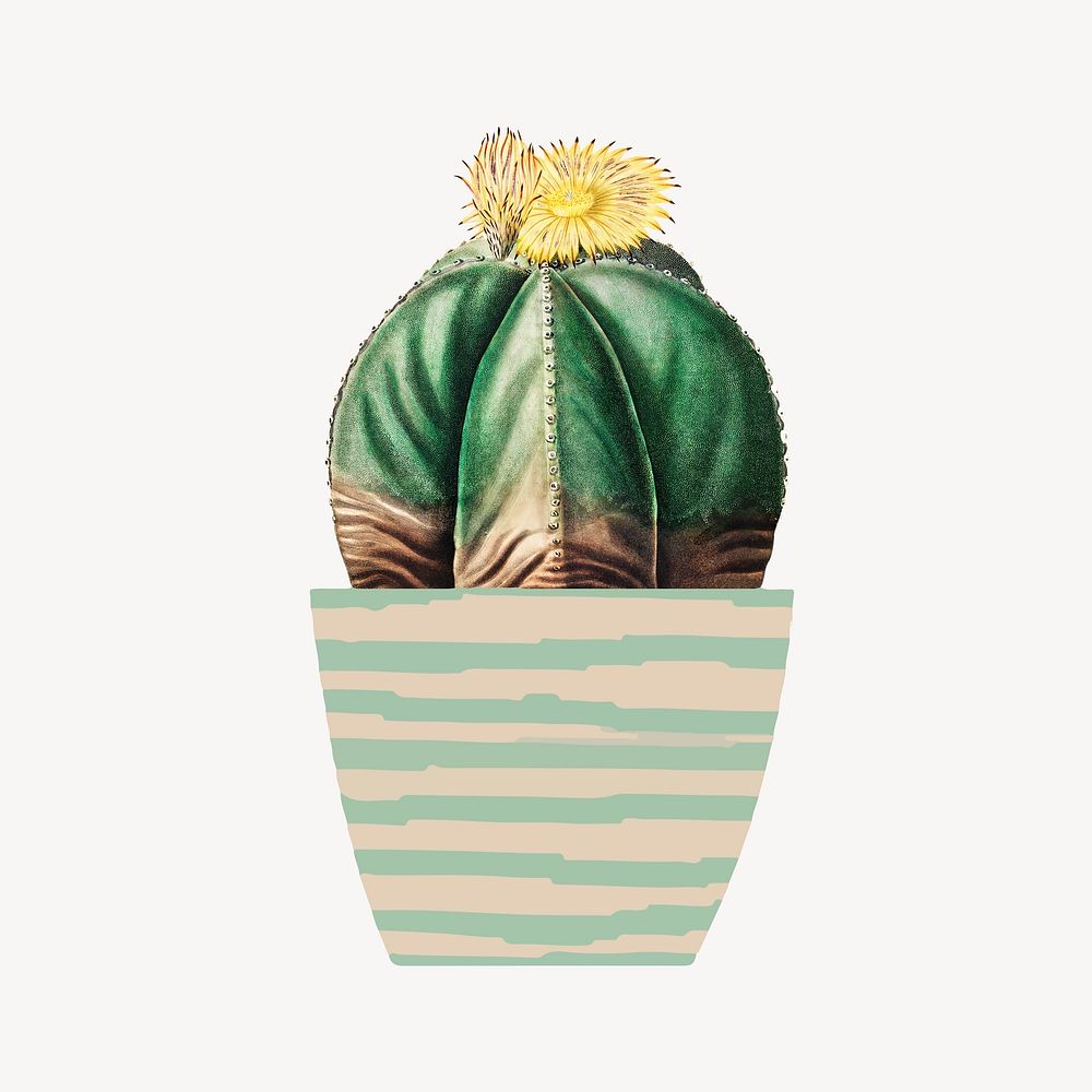 Yellow blooming cactus illustration, collage element psd