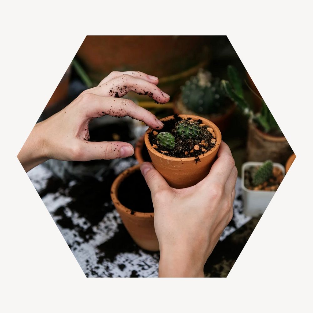 Planting cactus hexagonal shaped badge