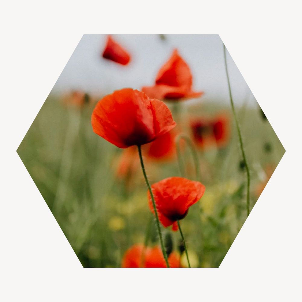 Poppy flowers hexagonal shaped badge