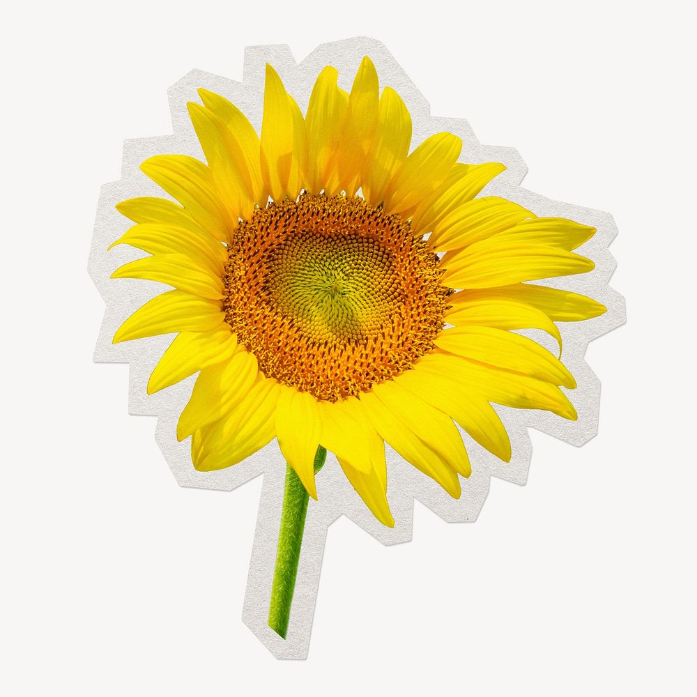 Sunflower  paper element with white border