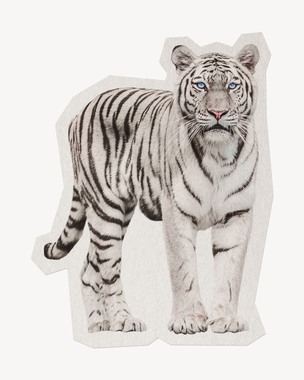 White tiger paper element  white border