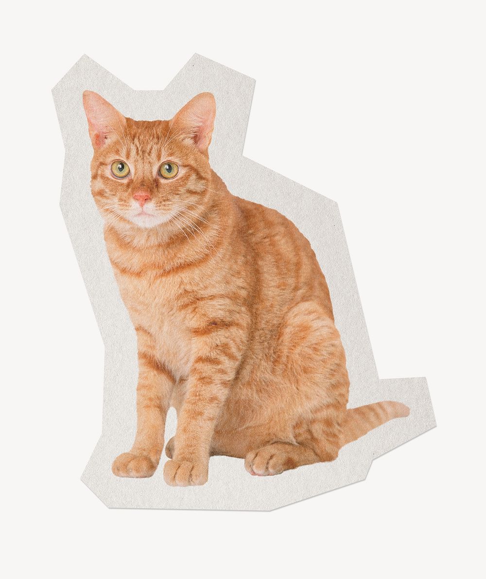 Tabby cat paper element  white border