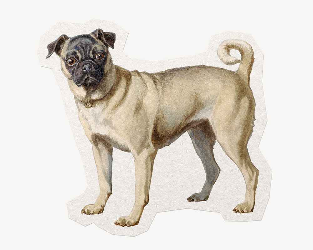 Pug dog paper element with white border 
