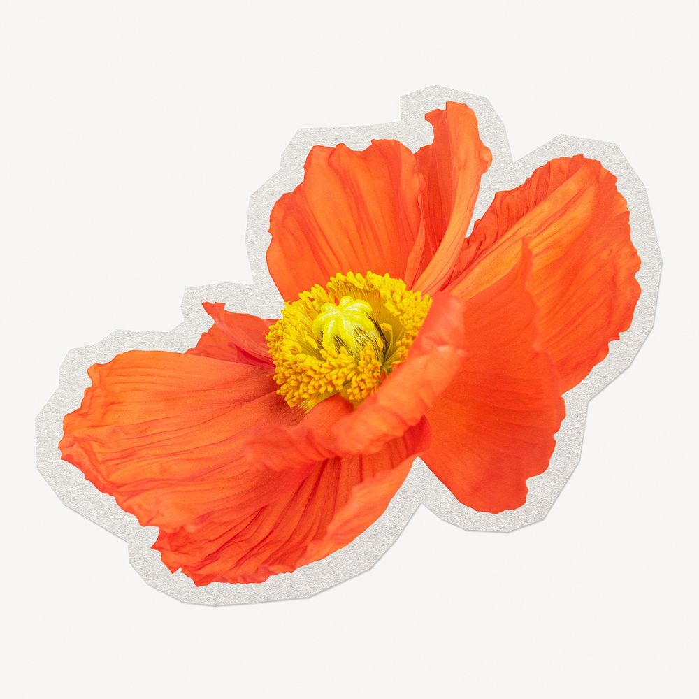 Poppy flower  paper element with white border 