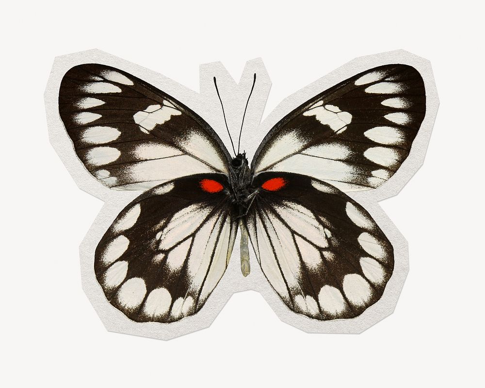 Butterfly paper element with white border