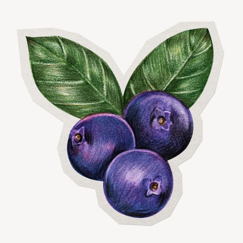 Blueberry fruit illustration paper element with white border