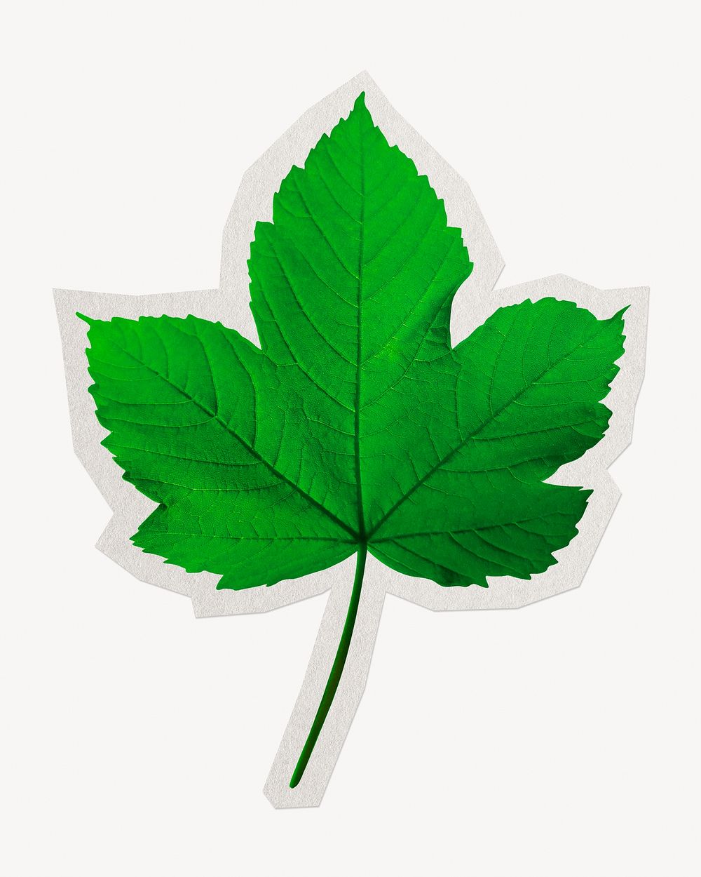 Maple leaf paper element with white border
