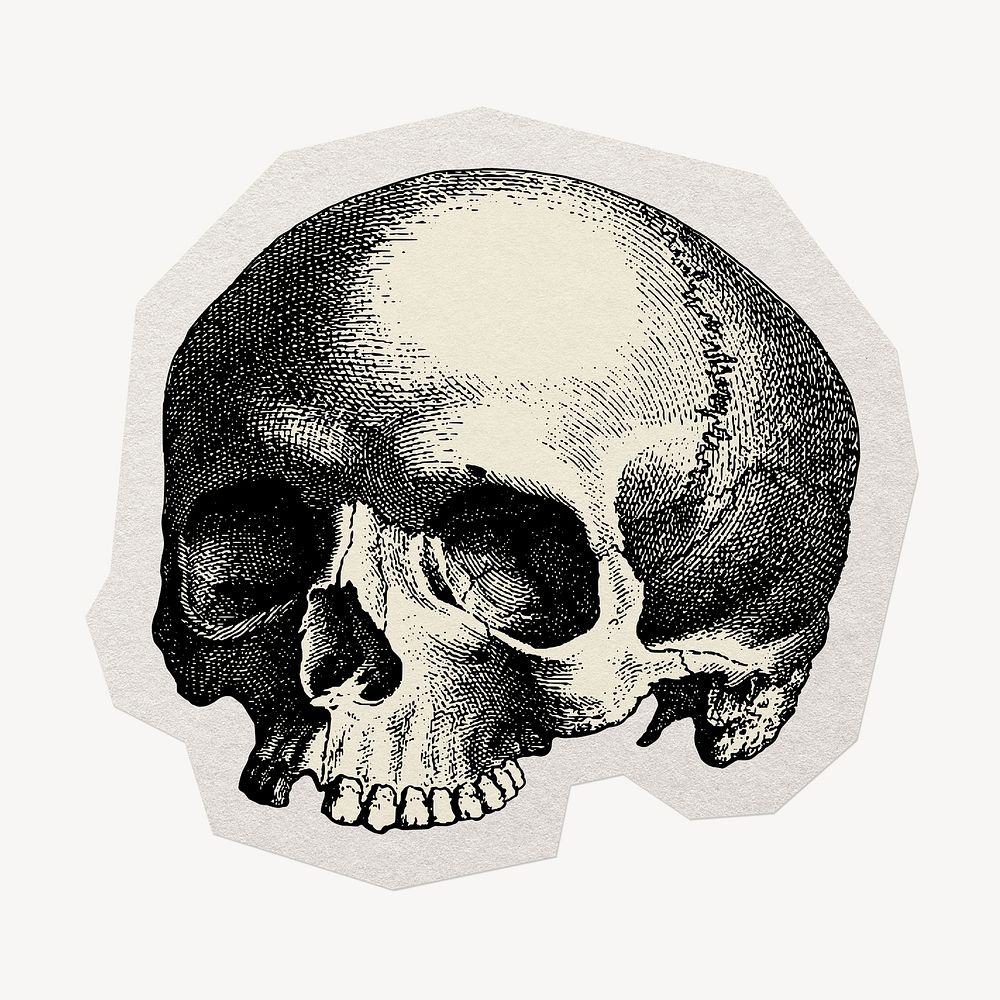 Vintage human skull paper element with white border