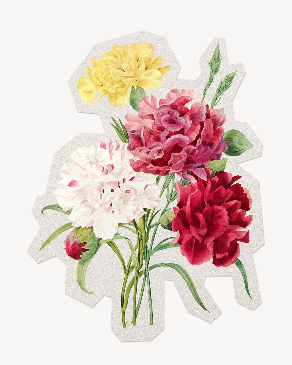 Carnation flower Pierre-Joseph Redout&eacute; botanical paper element with white border