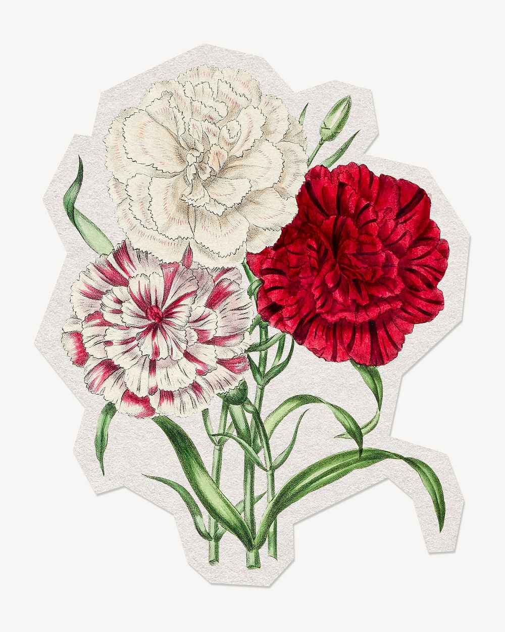 Dianthus flowers paper element with white border