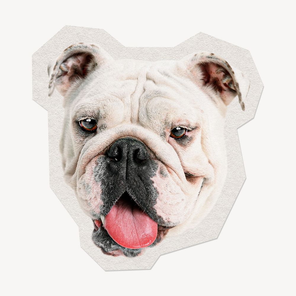 English bulldog  paper element with white border