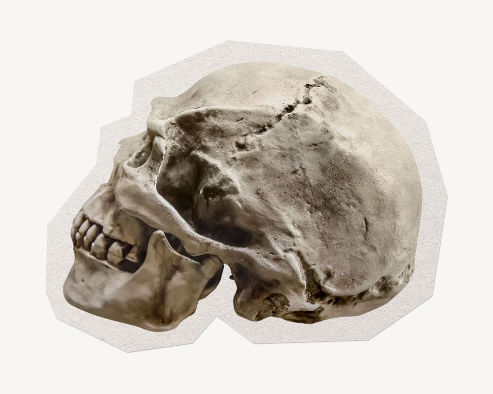 Human skull  paper element with white border