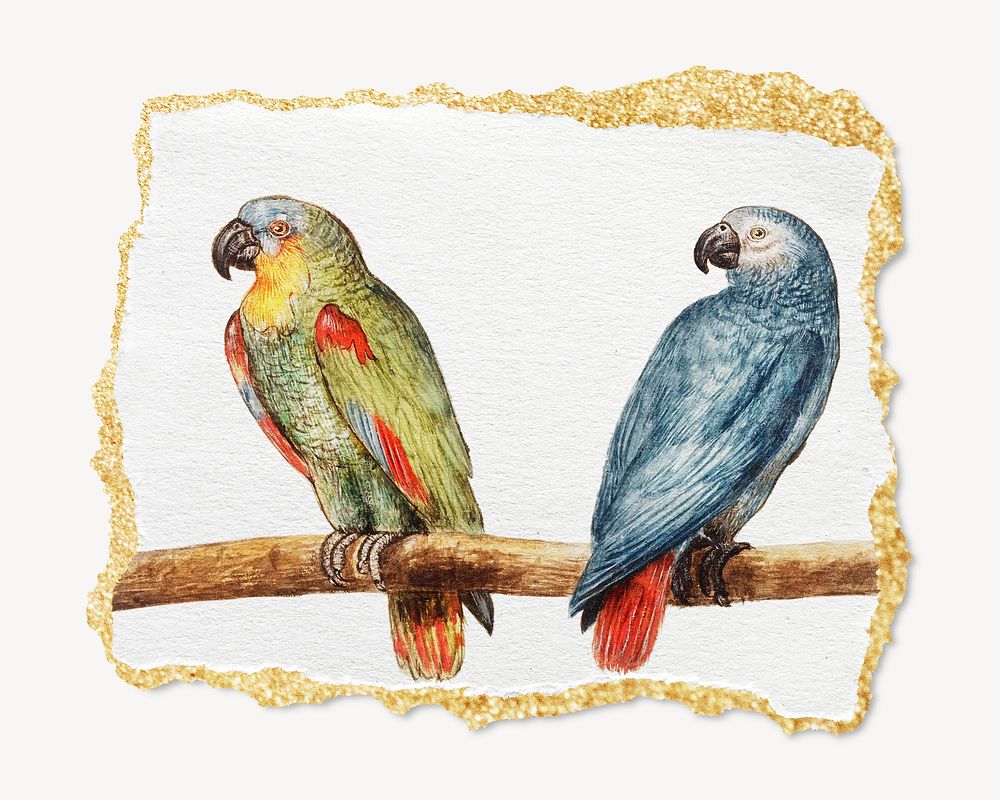 Vintage parrot and gray red tailed parrot, ripped paper mockup psd. Remixed by rawpixel.