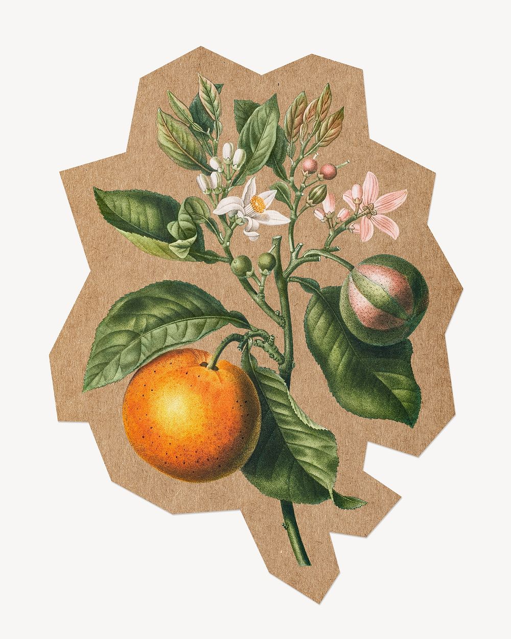 Bitter sweet orange, cut out paper element. Artwork from Pierre Joseph Redouté remixed by rawpixel.