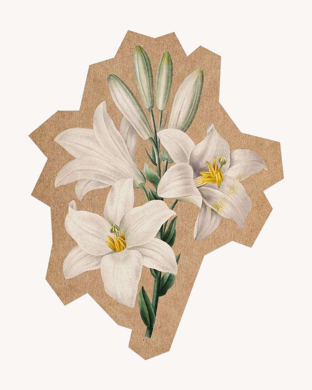 Png Madonna Lily, cut out paper element. Artwork from Pierre Joseph Redouté remixed by rawpixel.