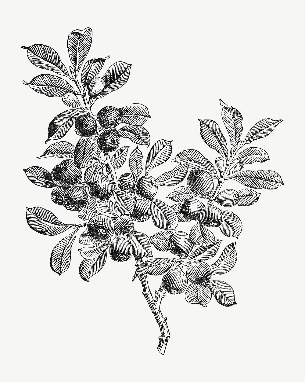 Plant vintage illustration, collage element psd
