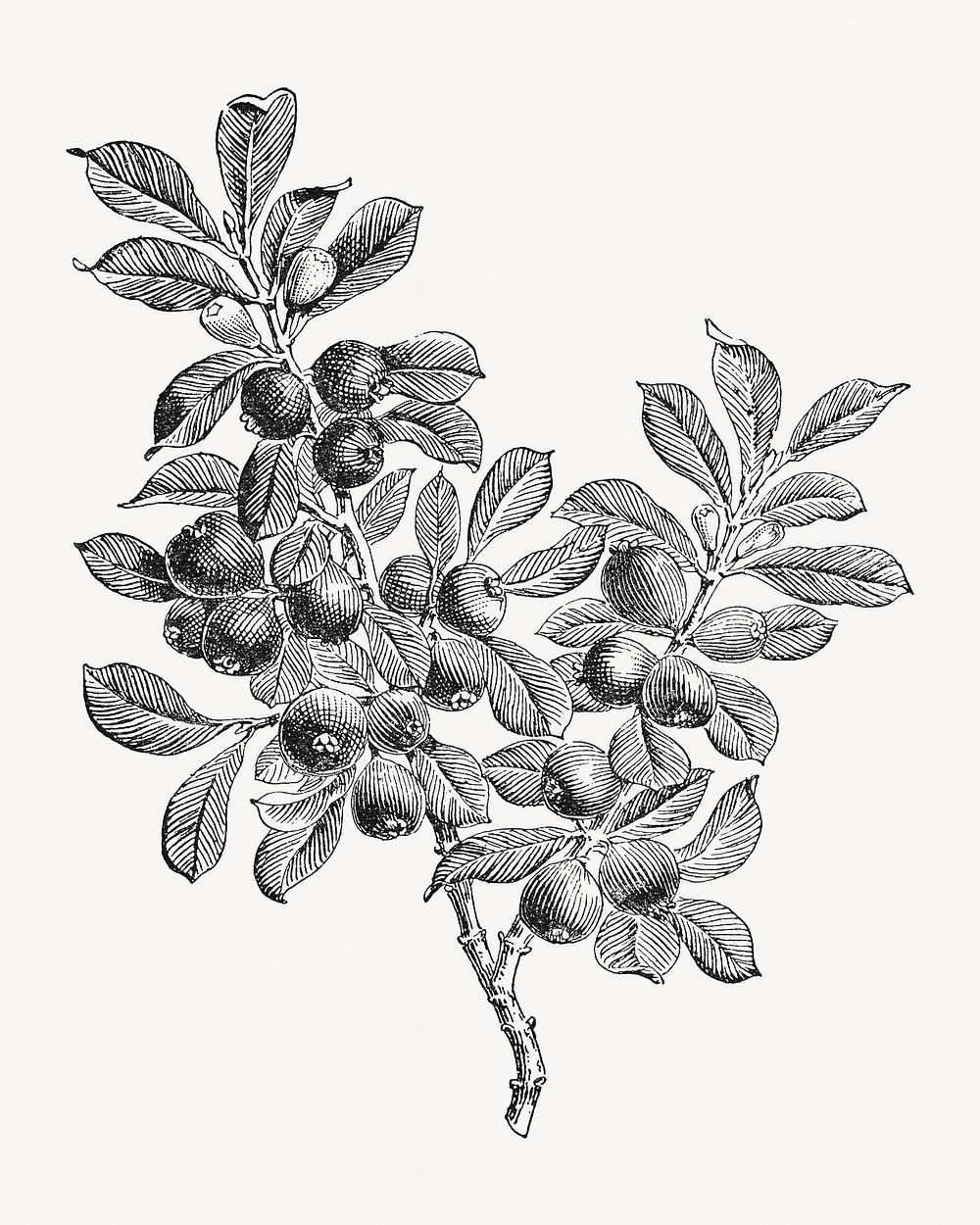Guava branch vintage illustration